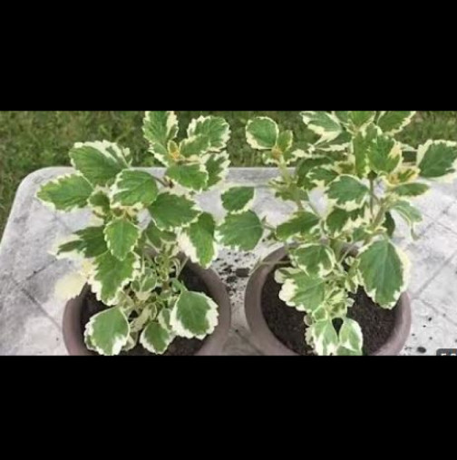 Най-благодарното растение: отблъсква комари и целият двор ухае на него! Заслужавате го и вие: