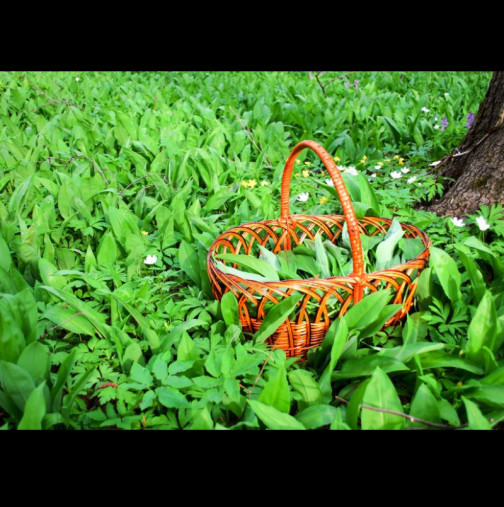 Пречиства кръвта и понижава кръвното, расте навсякъде в момента: Това е най-важното растение, което можете да ядете през пролетта