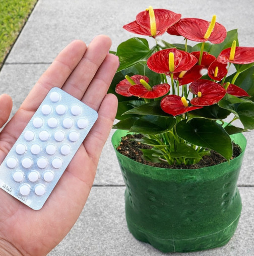 1 хапче и бъдете готови за цветна експлозия! Лъскави листа без прах и водопад от цветове: