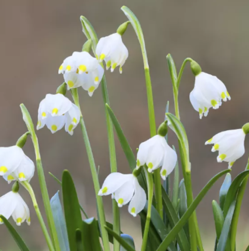 Хороскопът на Анджела Пърл за седмицата от 16 до 22 март 2026 г.