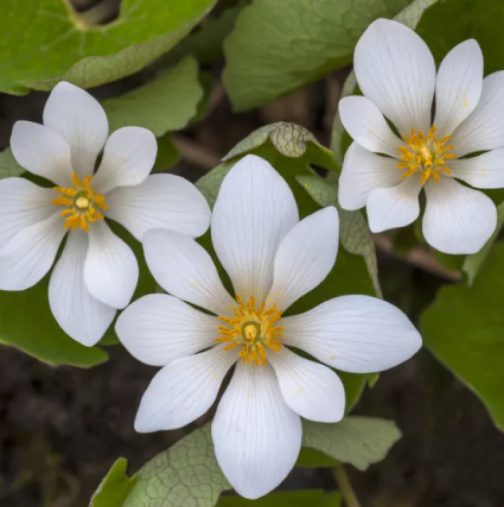 Хороскоп за петък 6 март 2026 г.