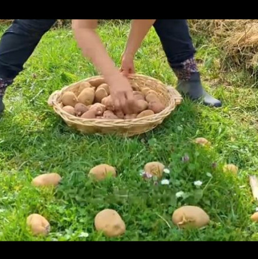 Най-лесният начин да засадите картофи на поляната без копане, торене и плевене: Растат като луди, дават тонове реколта