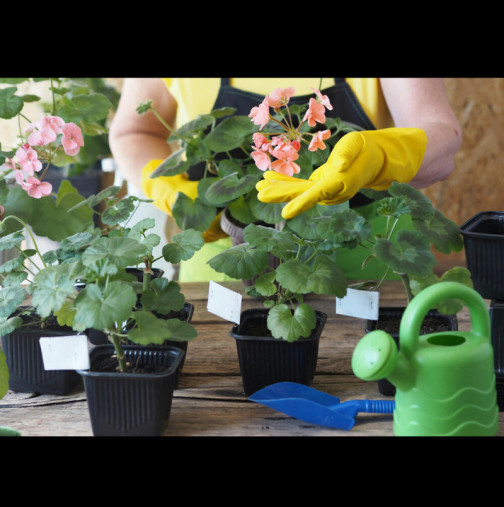 Март е повратна точка за МУШКАТАТА: Полейте ги с вода, към която сте добавили 1 супена лъжица от това, и ги събудете от зимния им сън.