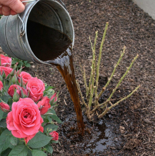 Първото и най-важно подхранване на розите в началото на пролетта: Точни инструкции какво да правите и кога