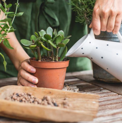 Дайте на красулата само едно хапче и тя ще порасне с 200%: Дори едно закърняло растение, привличащо пари, оживява