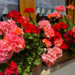 Само една капка от тази аптечна течност кара мушкатото да цъфти до сланите: Всички ще гледат терасата ви и ще искат резници