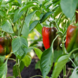 Как правилно да подготвите почвата преди засаждане на чушки: 3 задължителни и 2 строго забранени стъпки за богата реколта