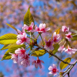 Хороскоп за четвъртък 9 април 2026 г.