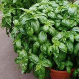 Това е моят босилек… Всички съседи ме питат каква е тайната… Ето моята рецепта