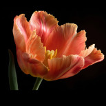 РАК, Юпитер ви дава късмет, но не се доверявайте лесно. ЛЪВ, ще пуснете стара тежест. Дневен хороскоп за 26 април