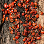 Какво да правите, ако видите тези буби на двора? По-добре не ги убивайте!