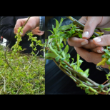 Никога не хвърляйте върбовите клонки от Цветница на боклука! Ето какво ТРЯБВА да направите с тях