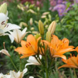 Не искат много, но цъфтят като луди: Тези 5 растения създават рай в двора и се засаждат през април