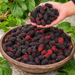 Те имат противораково, противовъзпалително действие и скоро ще ги има във всяка градина!