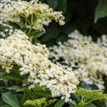 Наричане на това, което не е: 3 ключови признака, които отличават лечебно цвете от отровен негов аналог