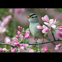 Хороскопът за днес, 14 април: ЛЪВОВЕТЕ ще преживеят изненада, СКОРПИОНИТЕ принудени да рискуват