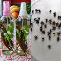 Гарантиран планинарски трик против кърлежи, комари и мухи: Правя това от 10 години и не знам какво е ухапване от кърлеж и комар!