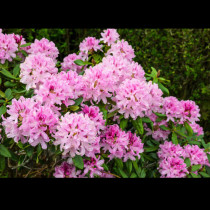 Кога се засажда, къде и как да се грижим за рододендрона? 3-те най-важни неща, които трябва да знаете за красивия крал на всяка градина