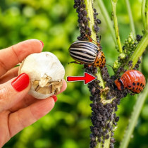 Листните въшки и колорадските бръмбари изчезват за ЕДНА минута! Най-мощният инсектицид, който природата познава: