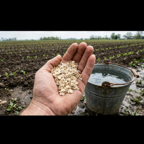 Забравете за скъпите химикали! Разтвор за жълти стотинки стимулира и корените, и листата, а плодовете са повече от всякога: