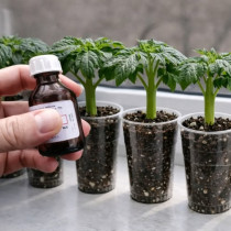 1 капка и тънкият разсад ще порасне дебел и як пред очите ви! Най-добрият тор за разсад от домати, краставици и чушки!