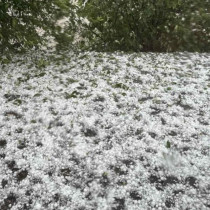 Градушка съсипа за секунди насажденията в Източна България