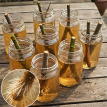 Стара градинарска МАГИЯ за размножаване на разсад: Дори най-упоритите растения се вкореняват без проблем, когато ги потопите вътре!