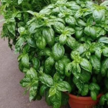 Това е моят босилек… Всички съседи ме питат каква е тайната… Ето моята рецепта