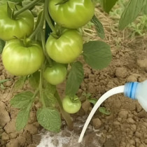 Смесете 1 супена лъжица мая с 1 супена лъжица захар и 4 чаши топла вода… Ще получите мощен стимулатор на растежа на доматите