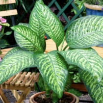 Някои хора имат тези цветя в дома си, но експертите казват, че не са подходящи за спалнята