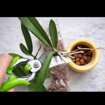 Не е нужно да давате луди пари в цветарския, ето как ЛЕСНО да размножите любимата орхидея у дома: