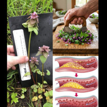 Всички я скубем като плевел, а тя е скрито богатство от природата! Ето защо е толкова ценна: