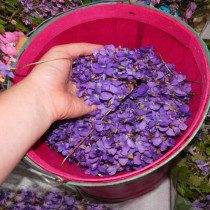 Сироп от горски теменужки: Вековна рецепта, която лекува кашлица, стрес и главоболие!