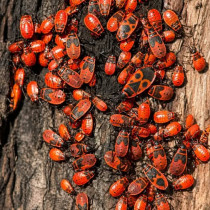 Какво да правите, ако видите тези буби на двора? По-добре не ги убивайте!