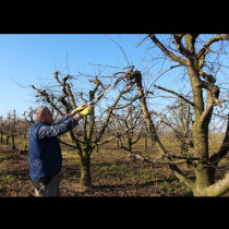 ЗЛАТНОТО ПРАВИЛО при резитбата на ябълките: Една грешка може да ви струва реколтата за следващите две години!