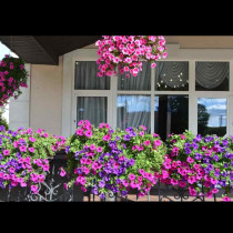 Петуниите ще цъфтят до октомври, ако направите това: Лесни градинарски трикове за гъст и обилен цъфтеж