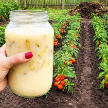 1 литър замества 1 тон тор! Домати, чушки, краставици и ягоди ще цъфтят и връзват, а плодовете ще са ОГРОМНИ!