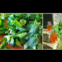 4 пъти повече витамин C от лимоните: Младата коприва е чудо за слаб имунитет, което можете да получите напълно безплатно!