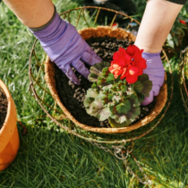 Стар градинарски трик за буйни цветя, на които съседите ще завиждат-Не изхвърляйте костите от пилето, което сте сготвили