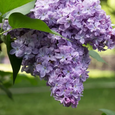 Астропрогноза за май 2026 г.-За Телец май ще бъде един от най-продуктивните и стабилни месеци