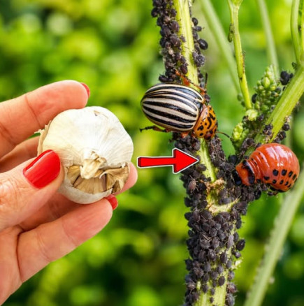 Листните въшки и колорадските бръмбари изчезват за ЕДНА минута! Най-мощният инсектицид, който природата познава: