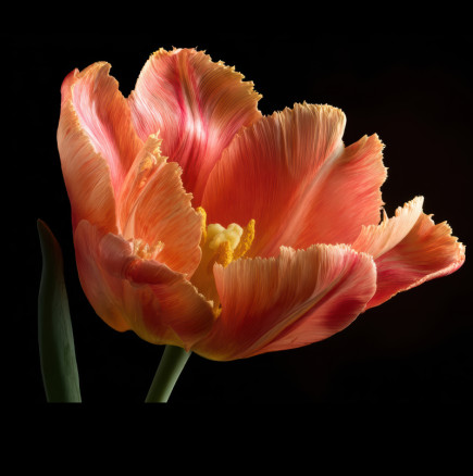 РАК, Юпитер ви дава късмет, но не се доверявайте лесно. ЛЪВ, ще пуснете стара тежест. Дневен хороскоп за 26 април