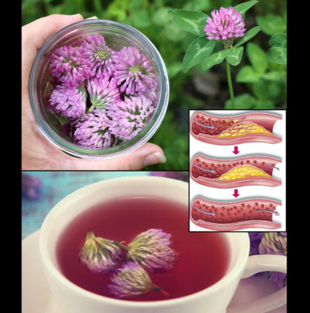 Виждали сте я да расте под път и над път, но не сте знаели на какво е способна! Тайните на червената детелина: