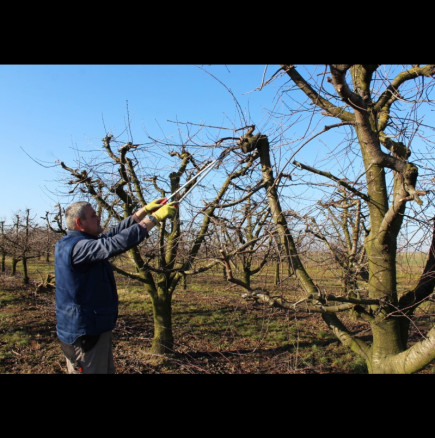 Златното правило при резитбата на ябълките: Една грешка може да ви струва реколта за следващите две години