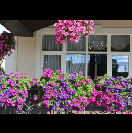 Петуниите ще цъфтят до октомври, ако направите това: Лесни градинарски трикове за гъст и обилен цъфтеж