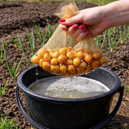 Не засаждайте лук, докато не видите това - стар градинарски трик за огромна реколта!