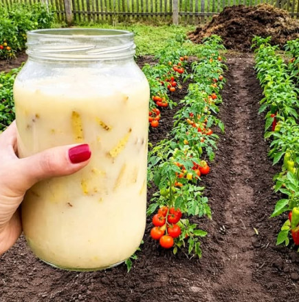 1 литър замества 1 тон тор! Домати, чушки, краставици и ягоди ще цъфтят и връзват, а плодовете ще са ОГРОМНИ!