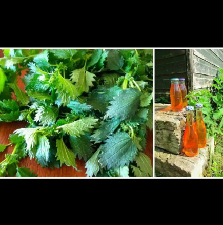 4 пъти повече витамин C от лимоните: Младата коприва е чудо за слаб имунитет, което можете да получите напълно безплатно!