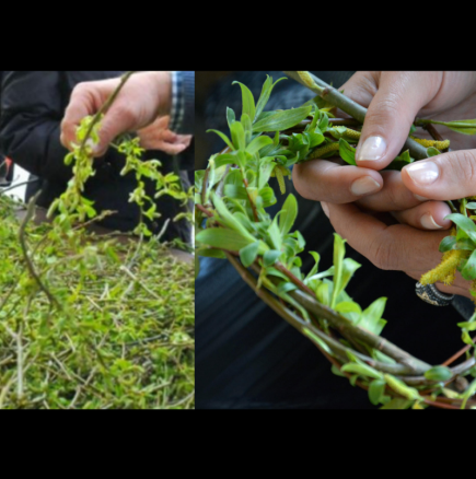 Никога не хвърляйте върбовите клонки от Цветница на боклука! Ето какво ТРЯБВА да направите с тях