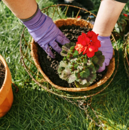 Стар градинарски трик за буйни цветя, на които съседите ще завиждат-Не изхвърляйте костите от пилето, което сте сготвили